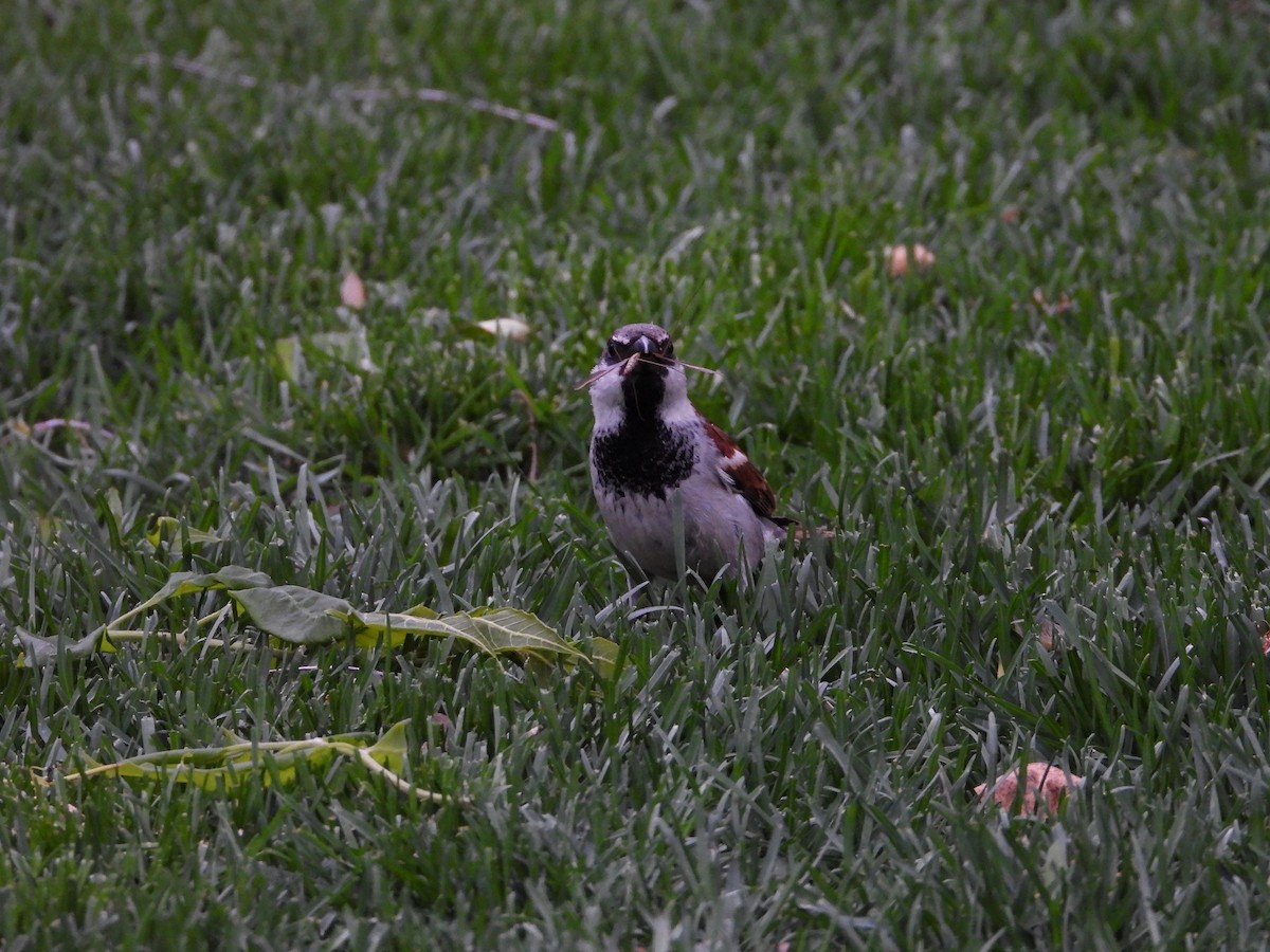 House Sparrow - Maura Powers