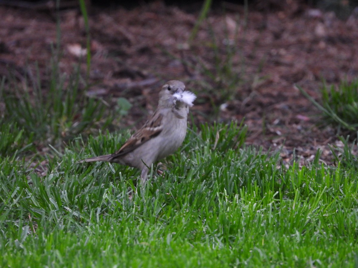 House Sparrow - Maura Powers