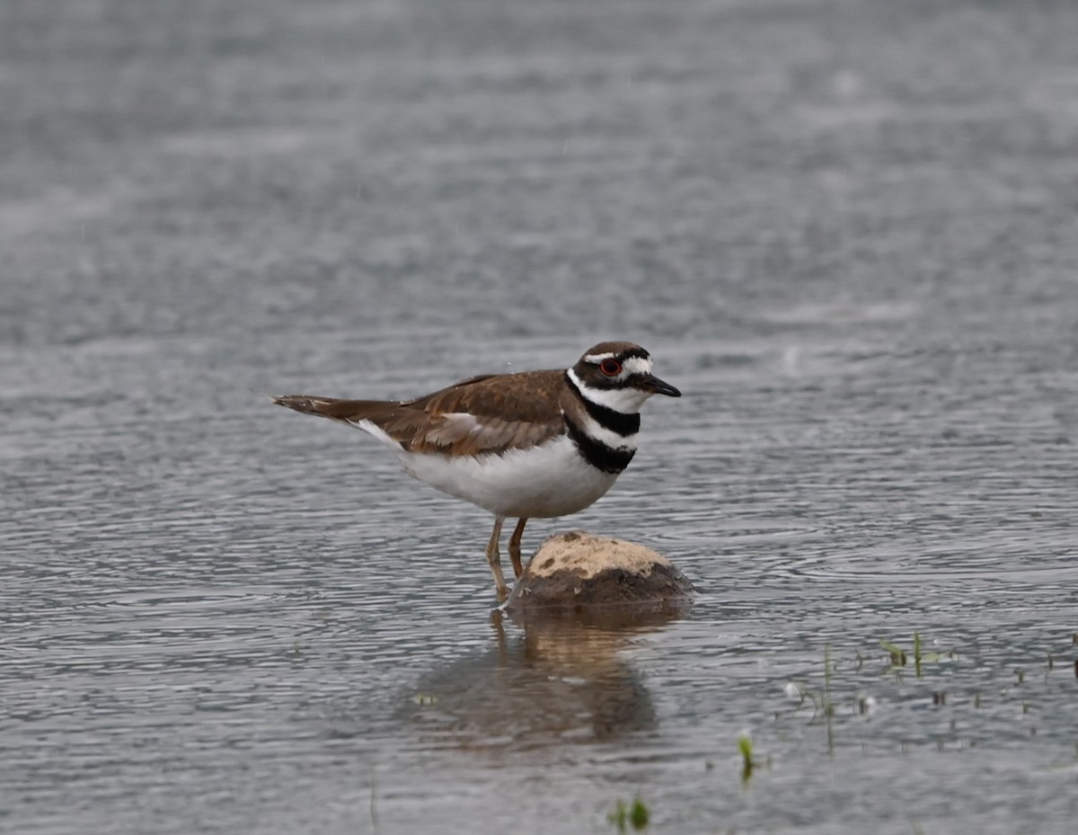 Killdeer - Ralph Erickson