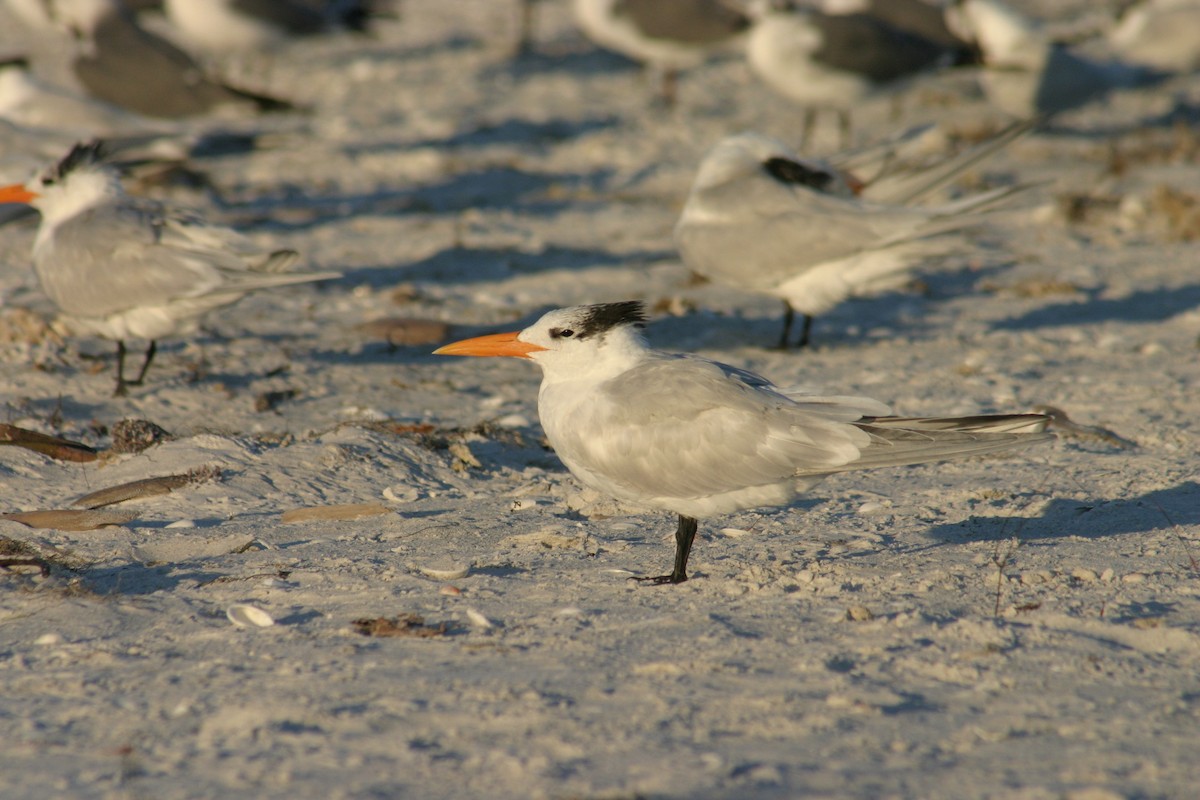 Royal Tern - ML619538749