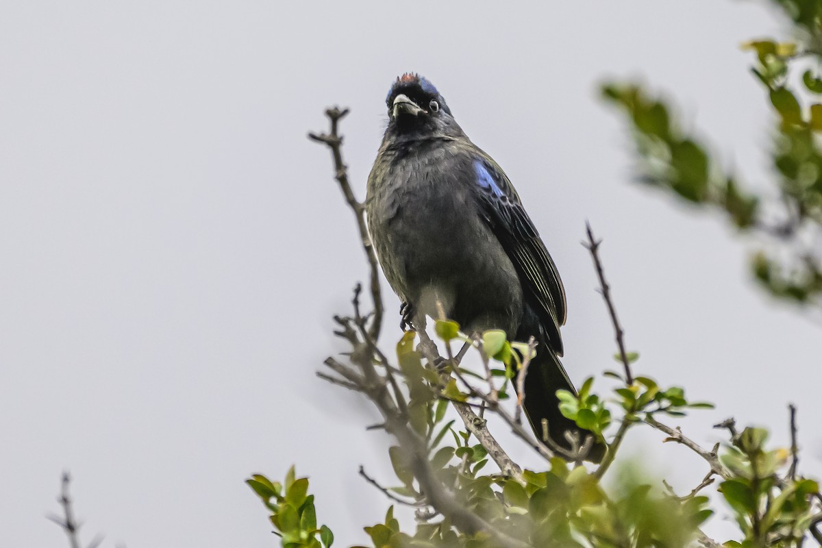 Diademed Tanager - Amed Hernández