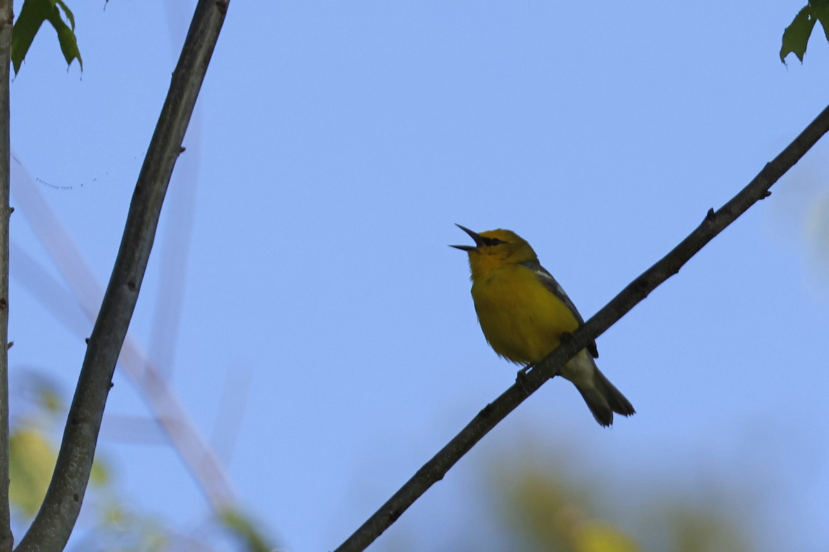 Blue-winged Warbler - Larry Therrien