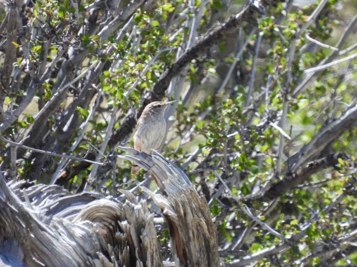 Rock Wren - Jackson Aanerud