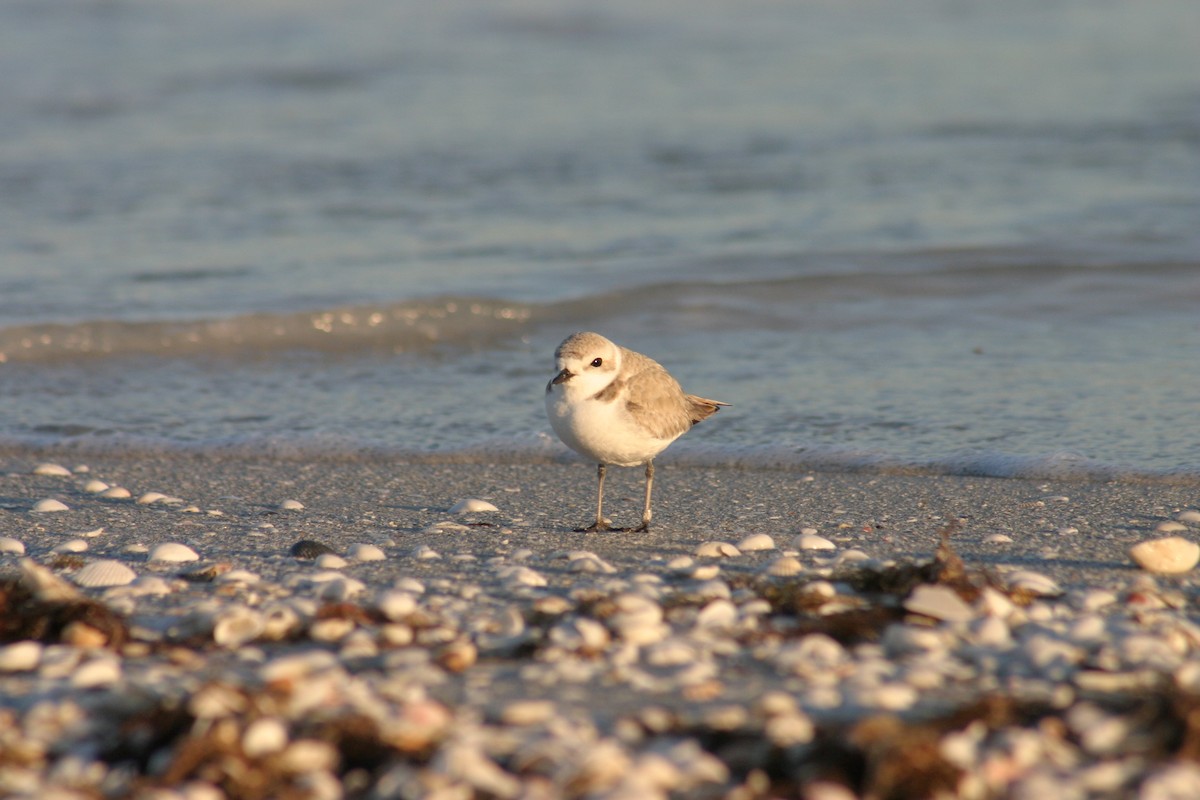 Piping Plover - Sylvie Vanier🦩