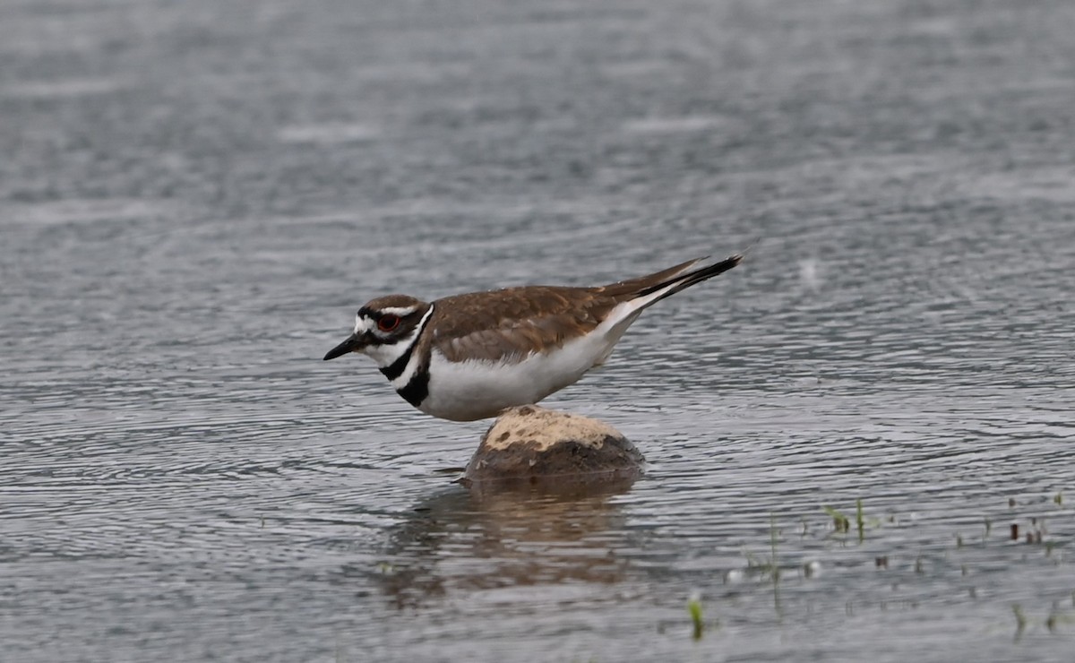 Killdeer - Ralph Erickson