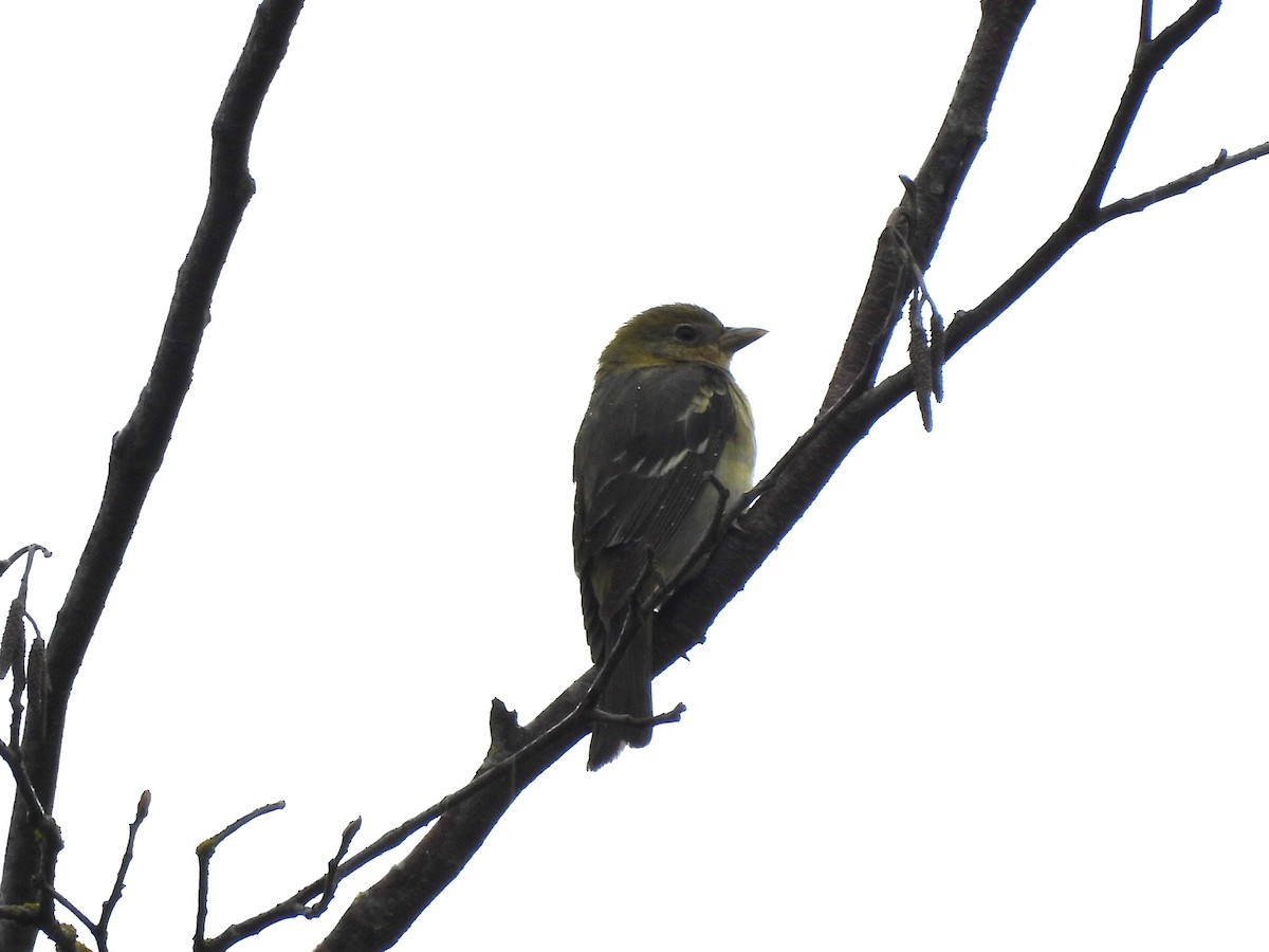 Western Tanager - Mark Stevens