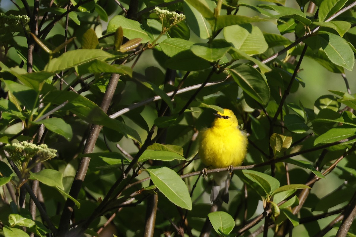 Blue-winged Warbler - Larry Therrien