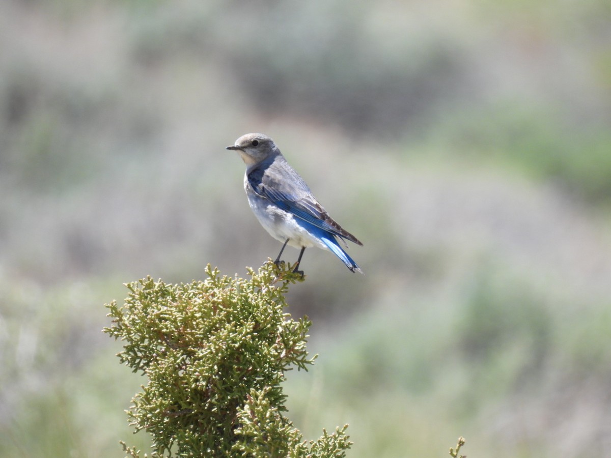 Mountain Bluebird - Jackson Aanerud