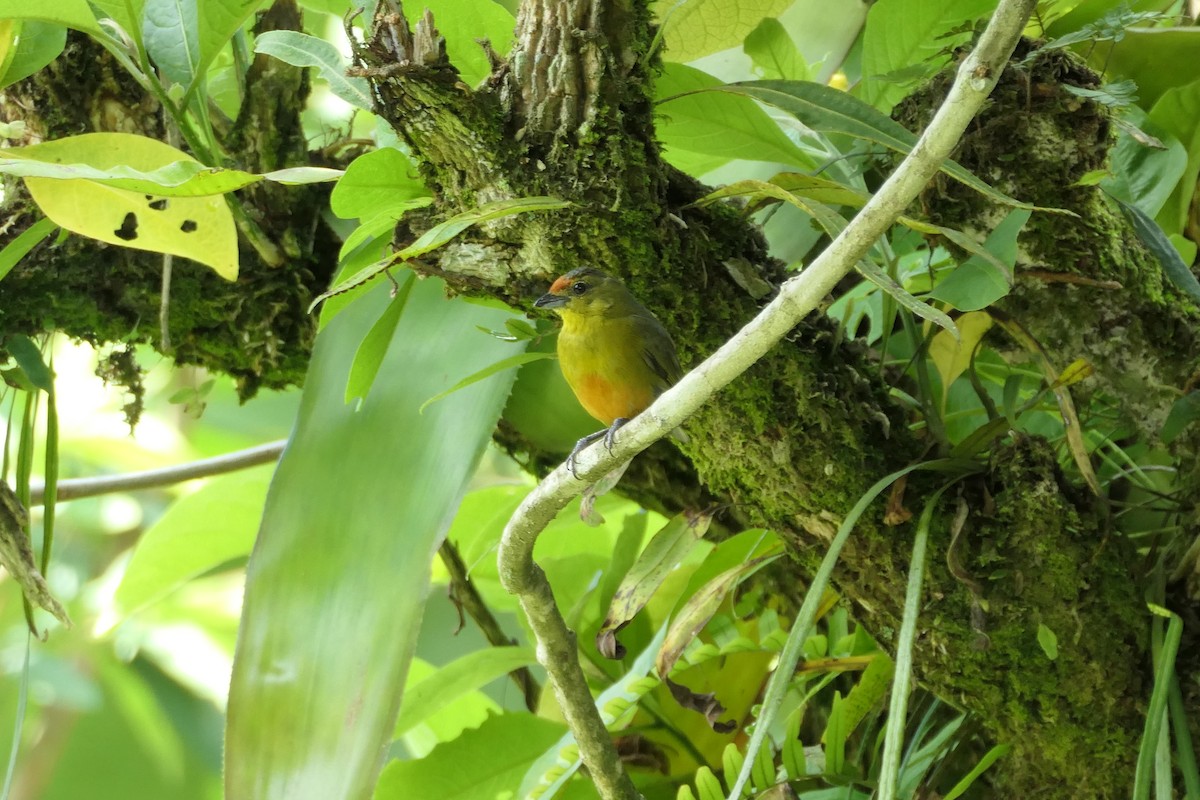 Spot-crowned Euphonia - Jason Griffin-Mauff