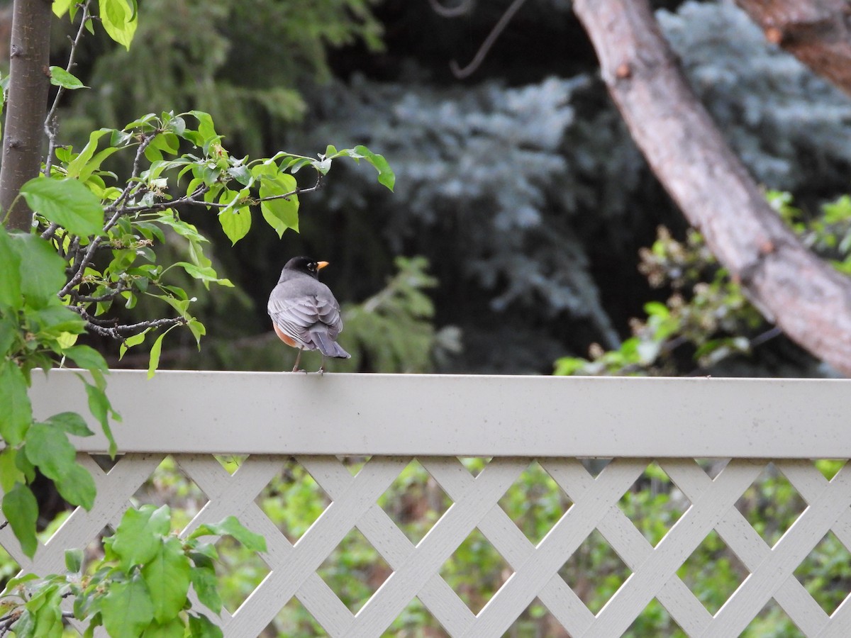 American Robin - Maura Powers