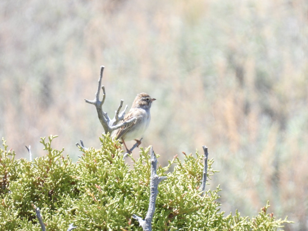 Brewer's Sparrow - Jackson Aanerud