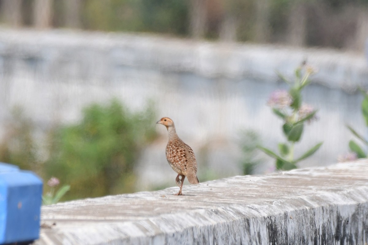 Gray Francolin - Sathish Ramamoorthy