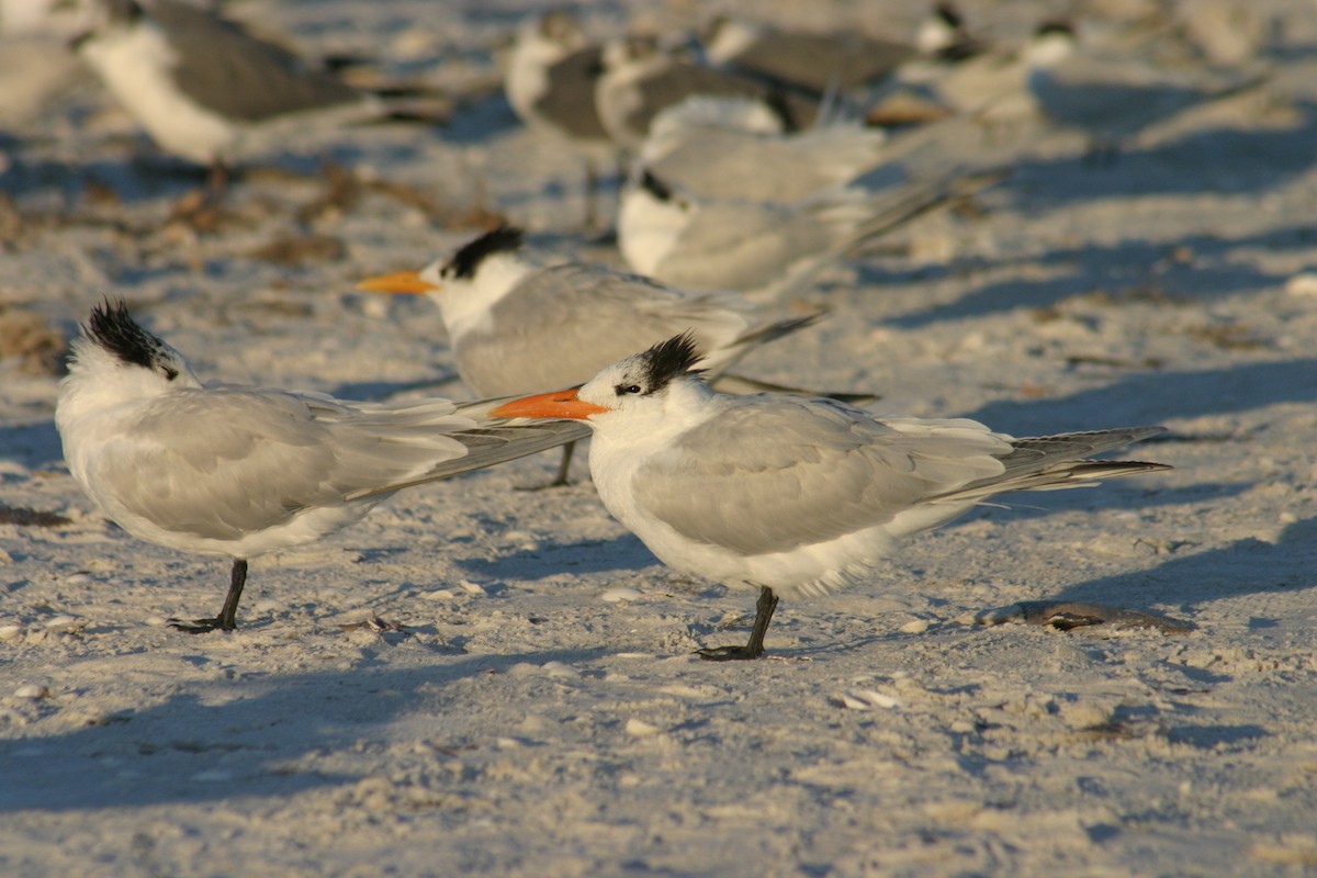 Royal Tern - Sylvie Vanier🦩