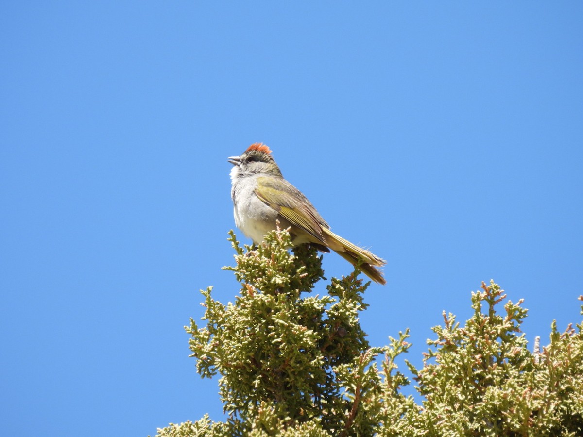 Sagebrush Sparrow - Jackson Aanerud