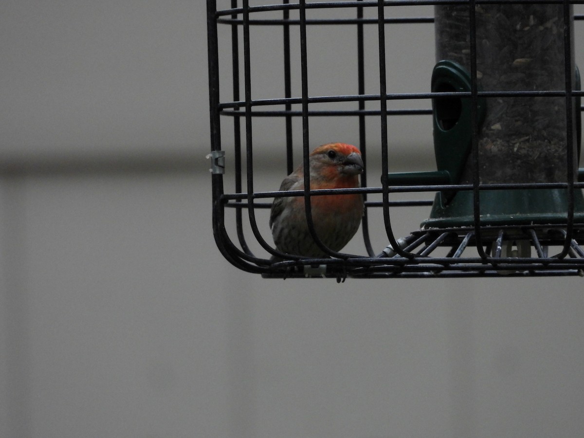 House Finch - Maura Powers