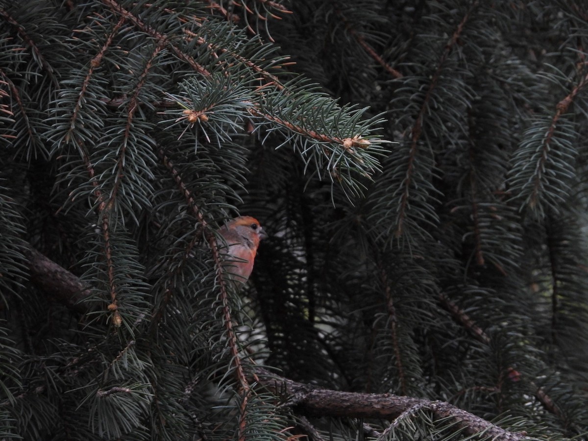 House Finch - Maura Powers