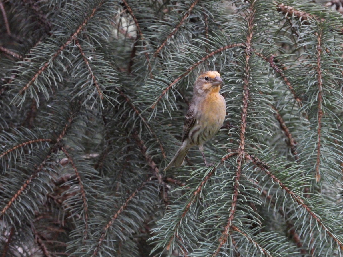 House Finch - Maura Powers