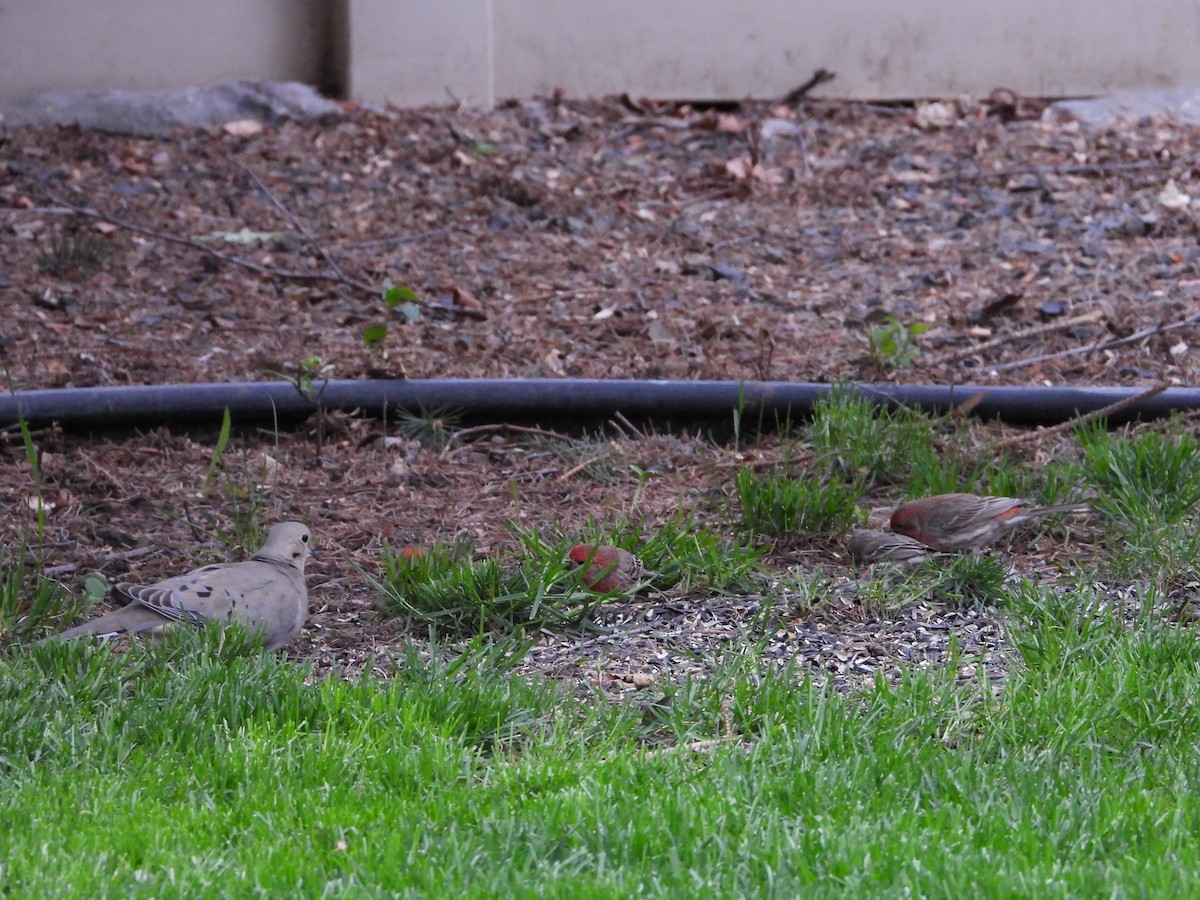 House Finch - Maura Powers