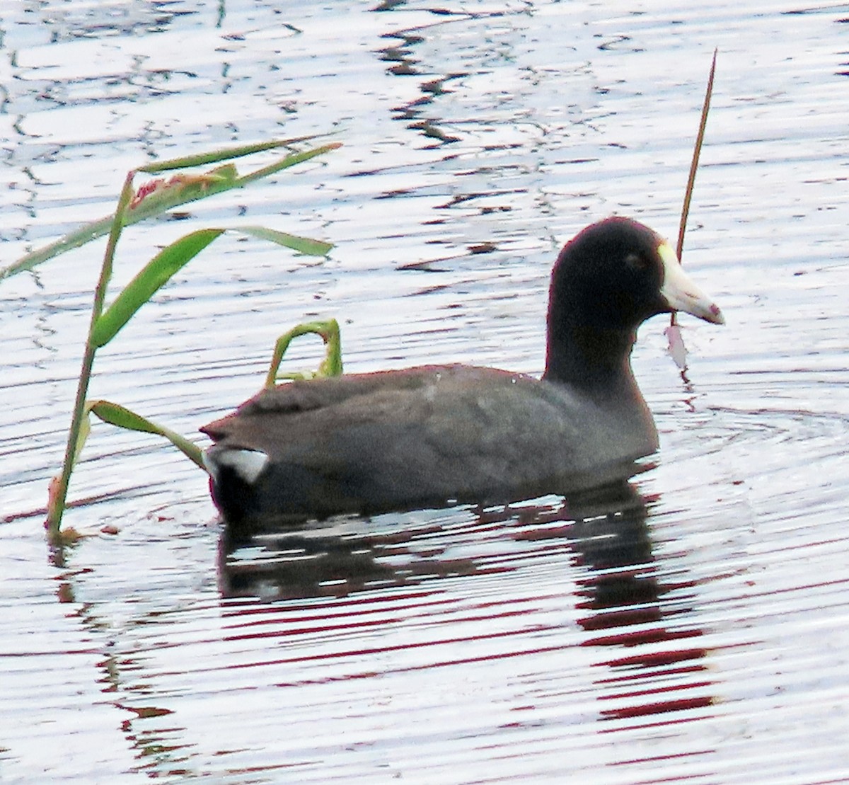 American Coot - Jim Scott