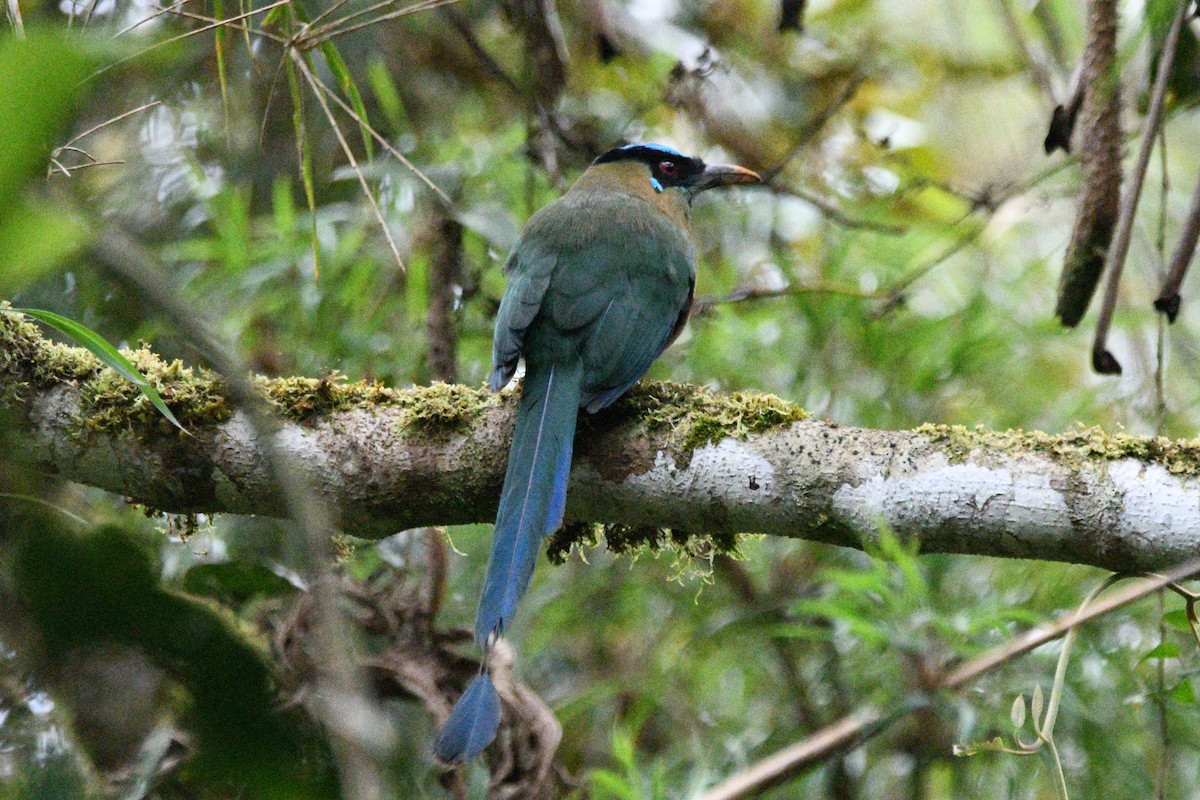 Andean Motmot - Paul Vandenbussche