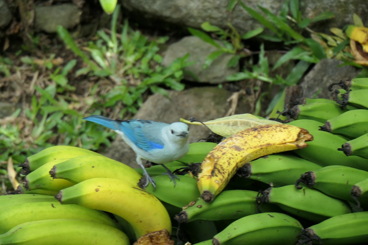 Blue-gray Tanager - Jason Griffin-Mauff