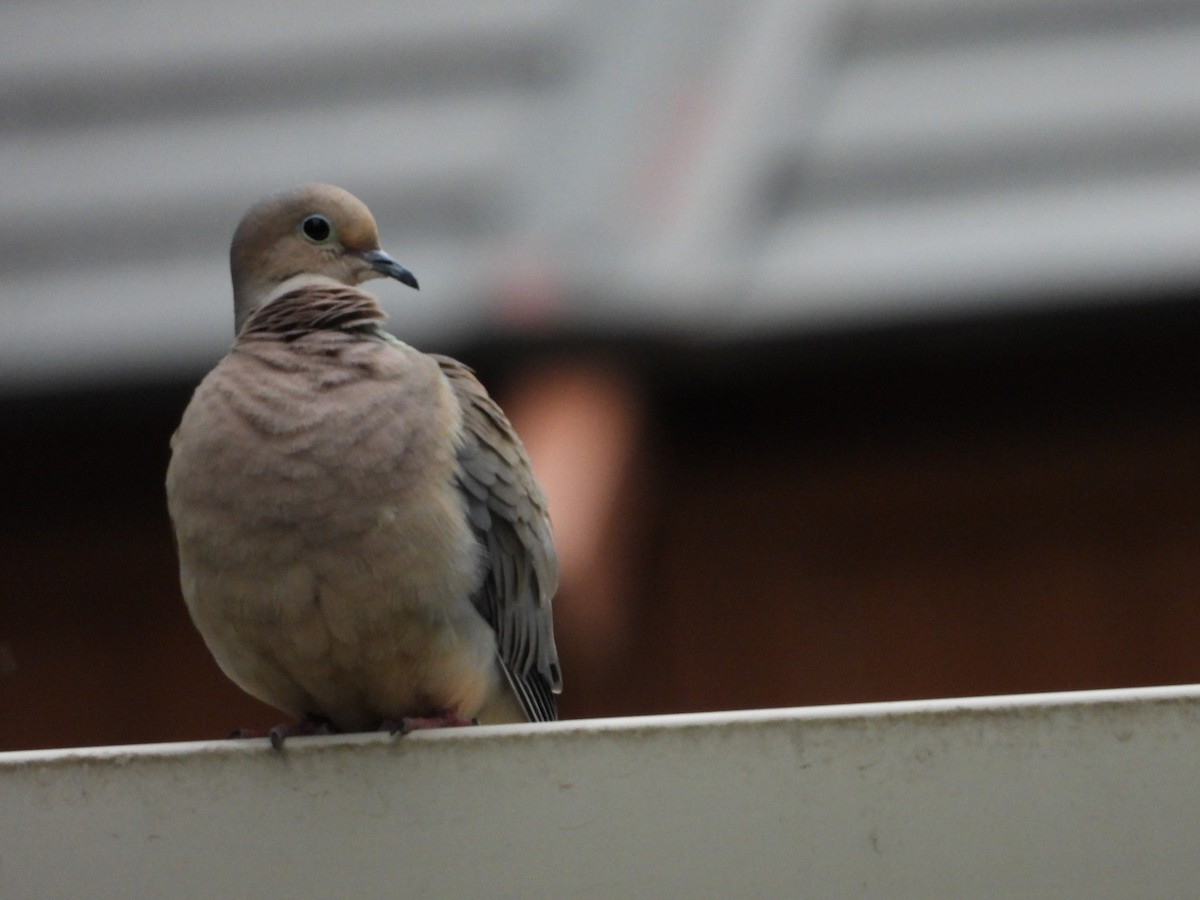 Mourning Dove - Maura Powers