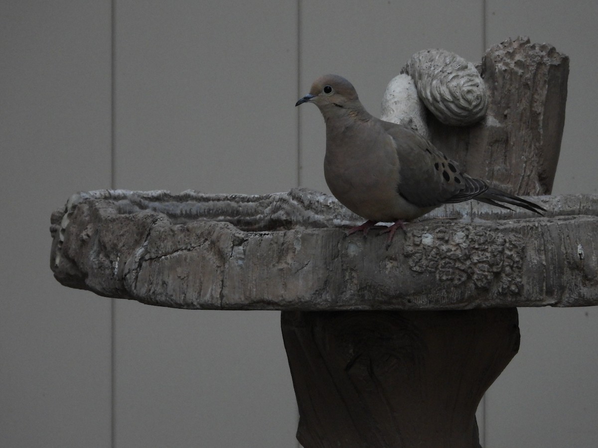 Mourning Dove - Maura Powers