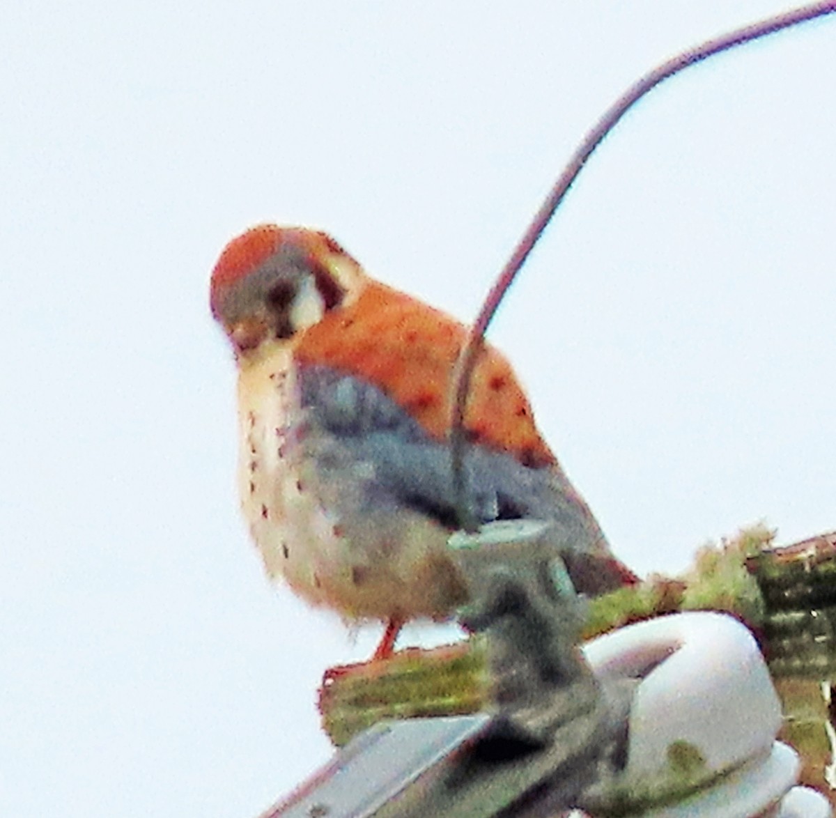 American Kestrel - Jim Scott