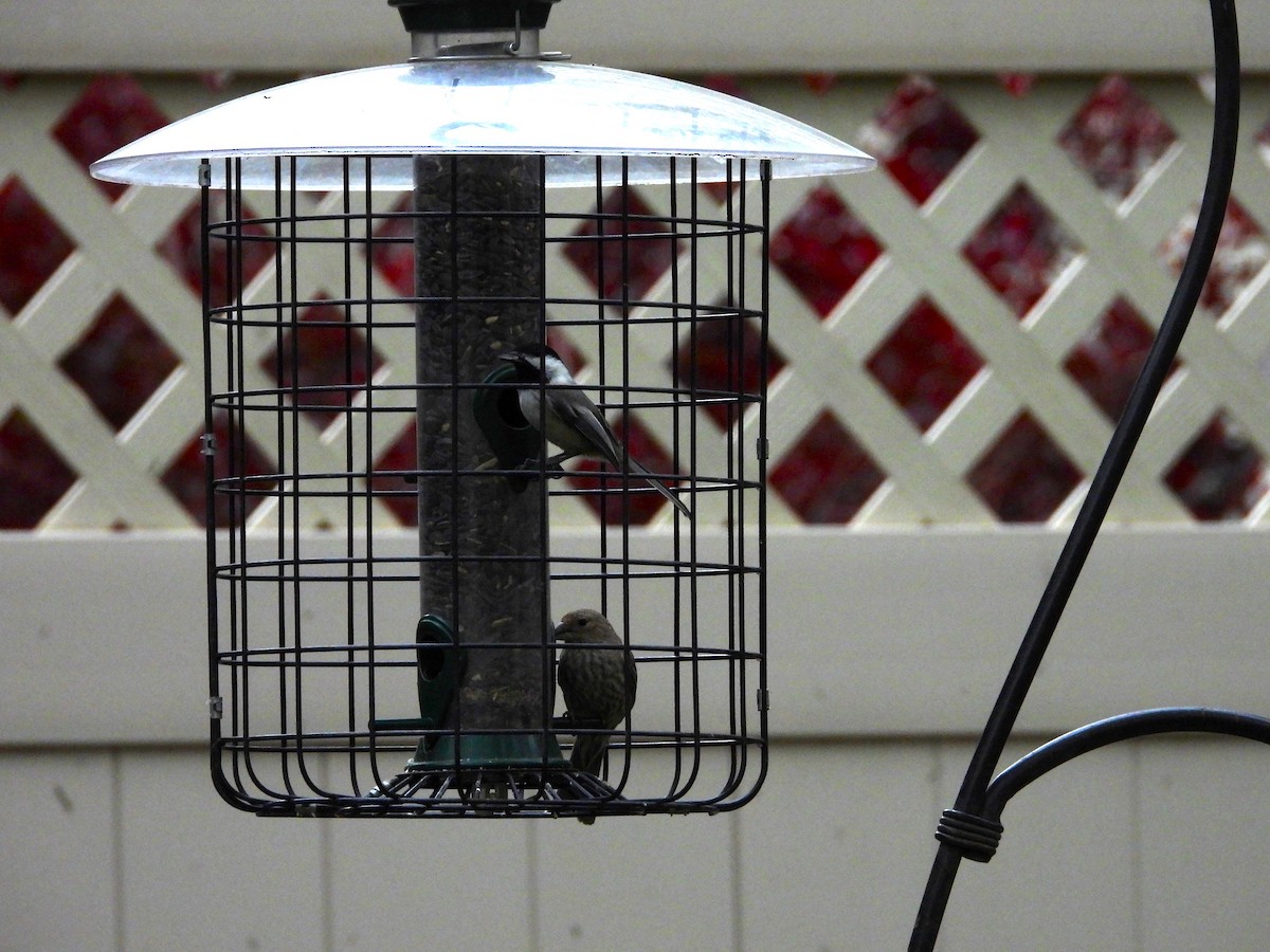 Black-capped Chickadee - Maura Powers