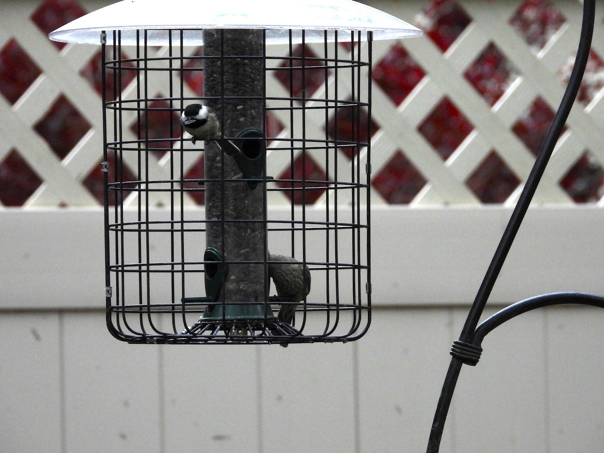 Black-capped Chickadee - Maura Powers