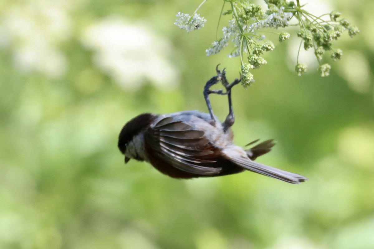 Chestnut-backed Chickadee - Nat Smale