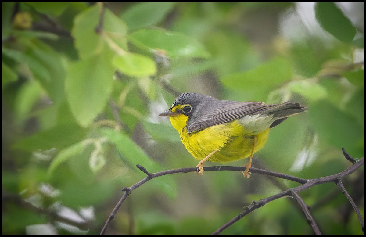 Canada Warbler - Jim Emery