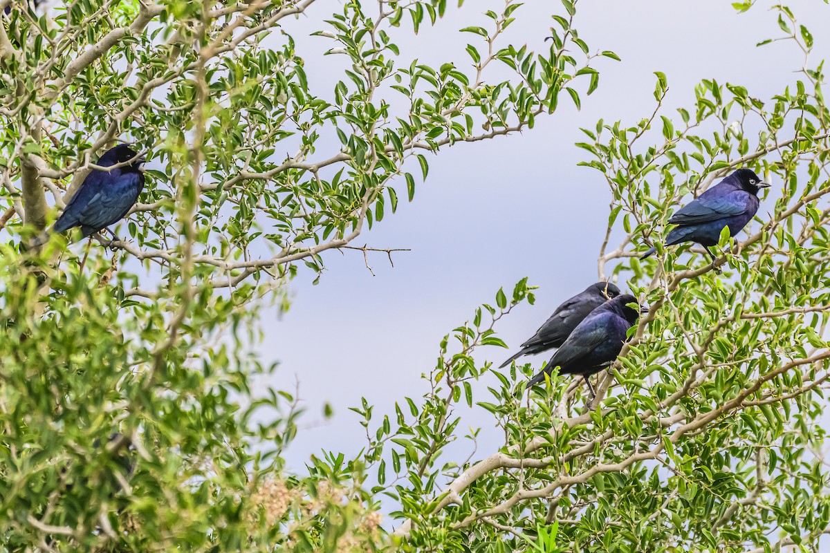 Shiny Cowbird - Amed Hernández