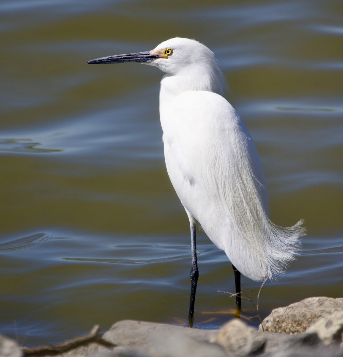 Snowy Egret - John Arthur