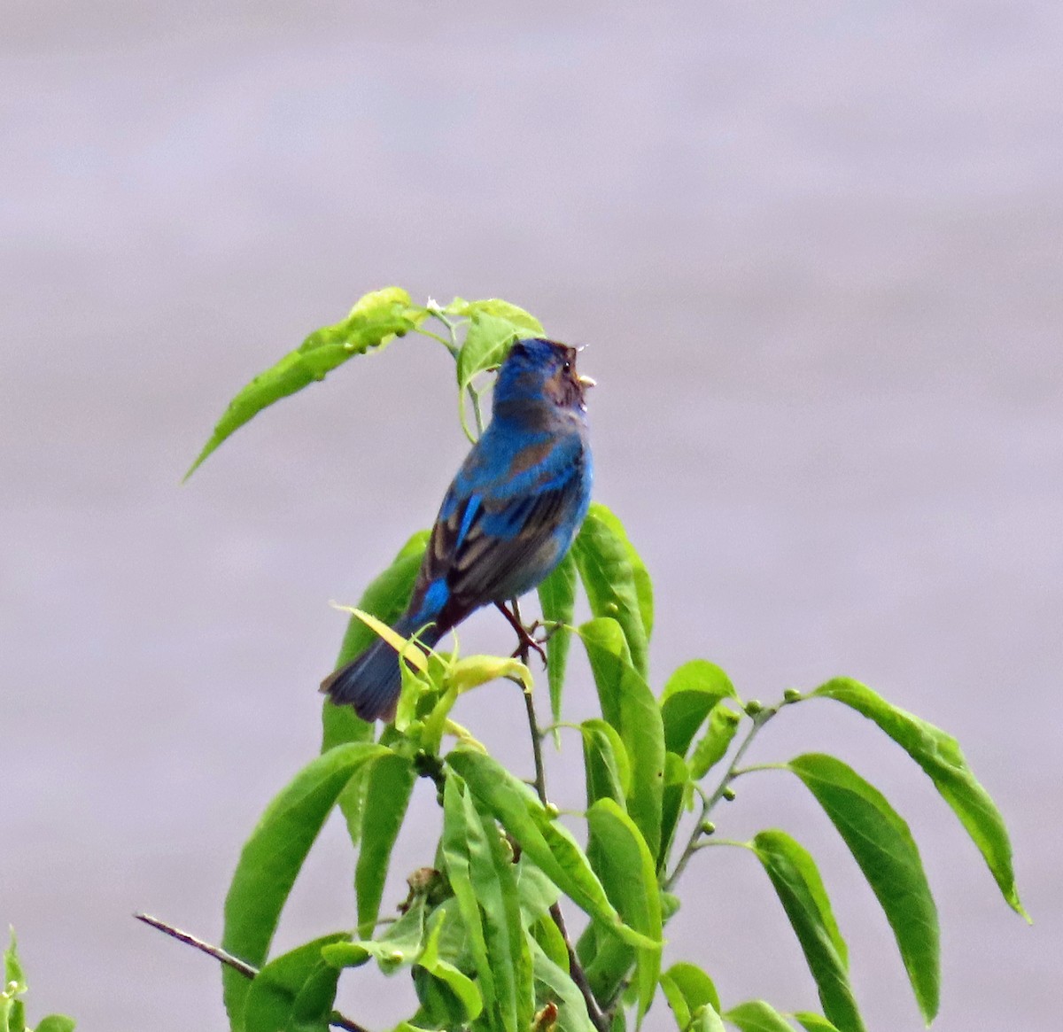 Blue Grosbeak - JoAnn Potter Riggle 🦤