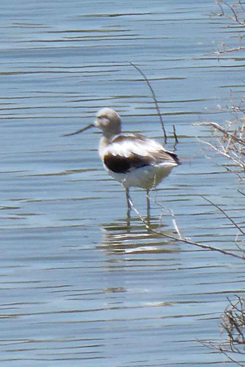 American Avocet - K K