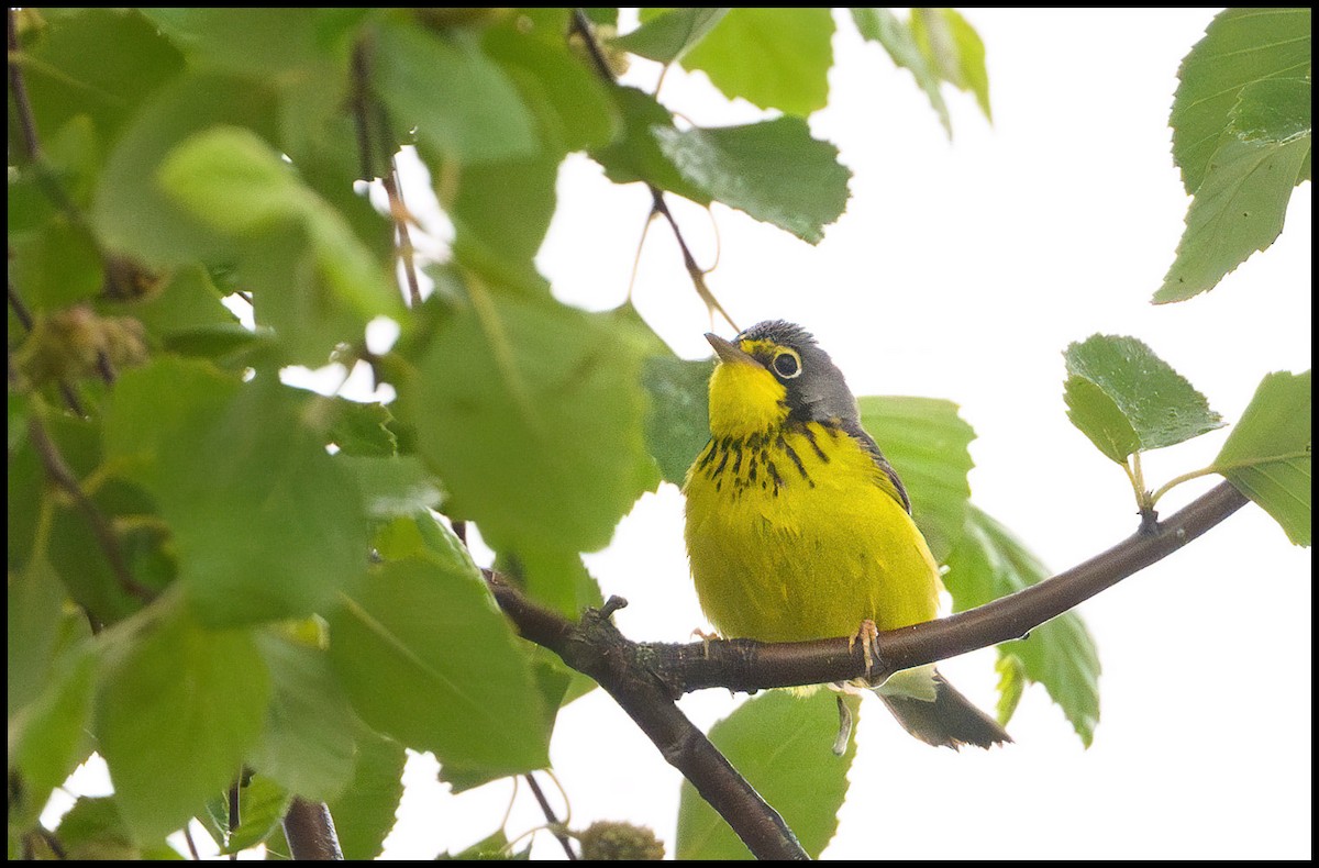 Canada Warbler - Jim Emery