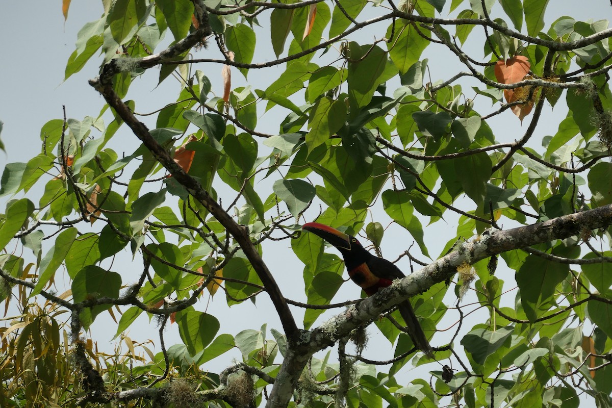 Fiery-billed Aracari - ML619538846