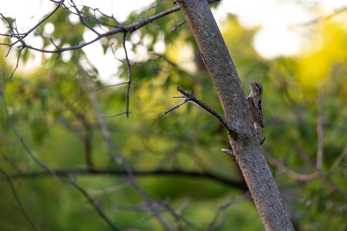 Eurasian Wryneck - Honza Grünwald