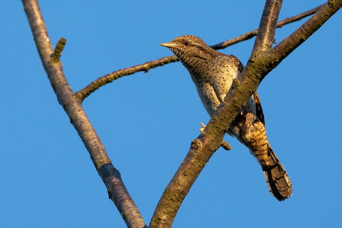 Eurasian Wryneck - Honza Grünwald