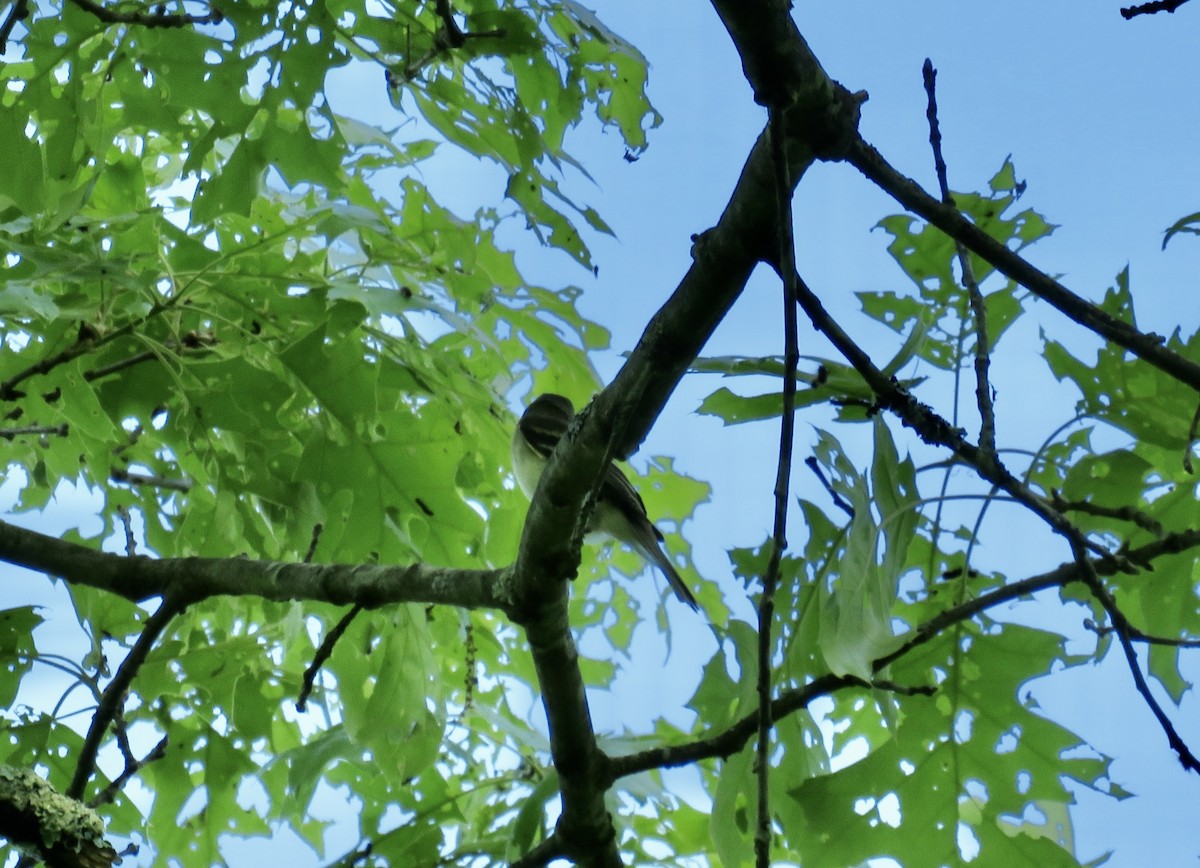 Alder Flycatcher - scott baldinger