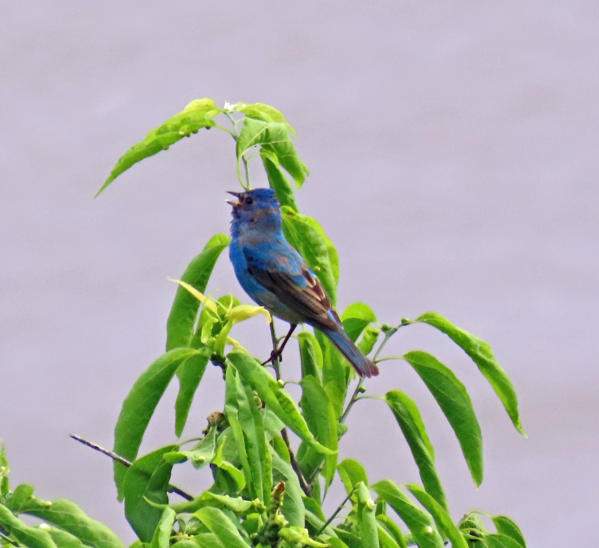 Blue Grosbeak - JoAnn Potter Riggle 🦤