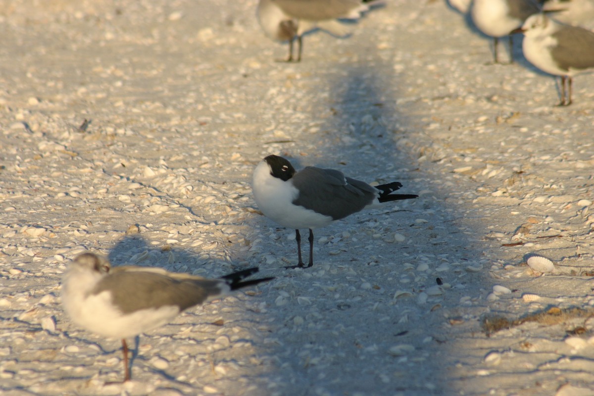 Laughing Gull - Sylvie Vanier🦩