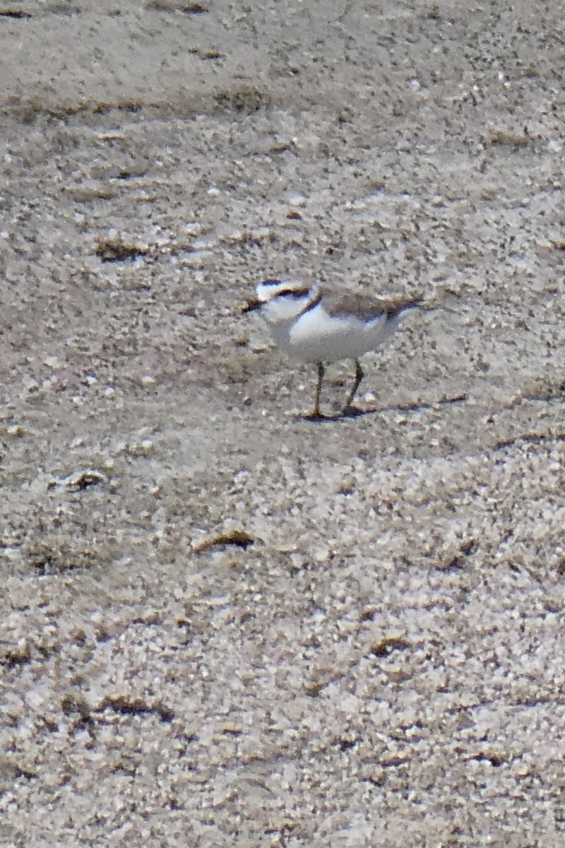 Snowy Plover - ML619538861