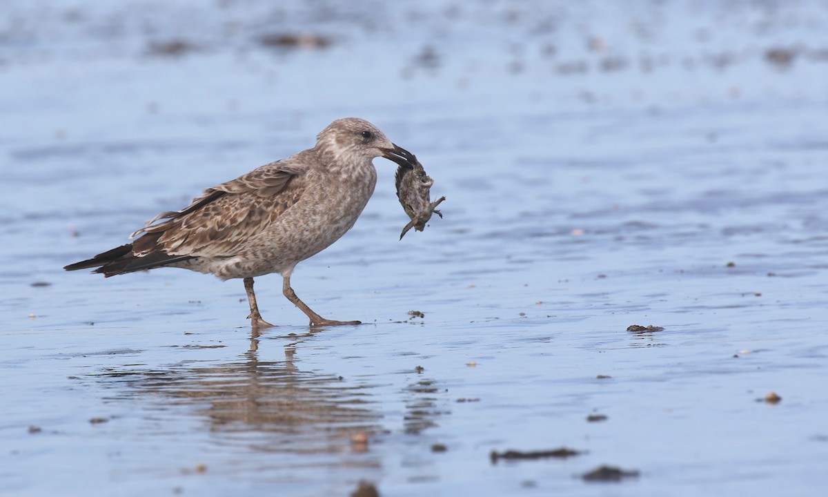 Kelp Gull - ML619538862