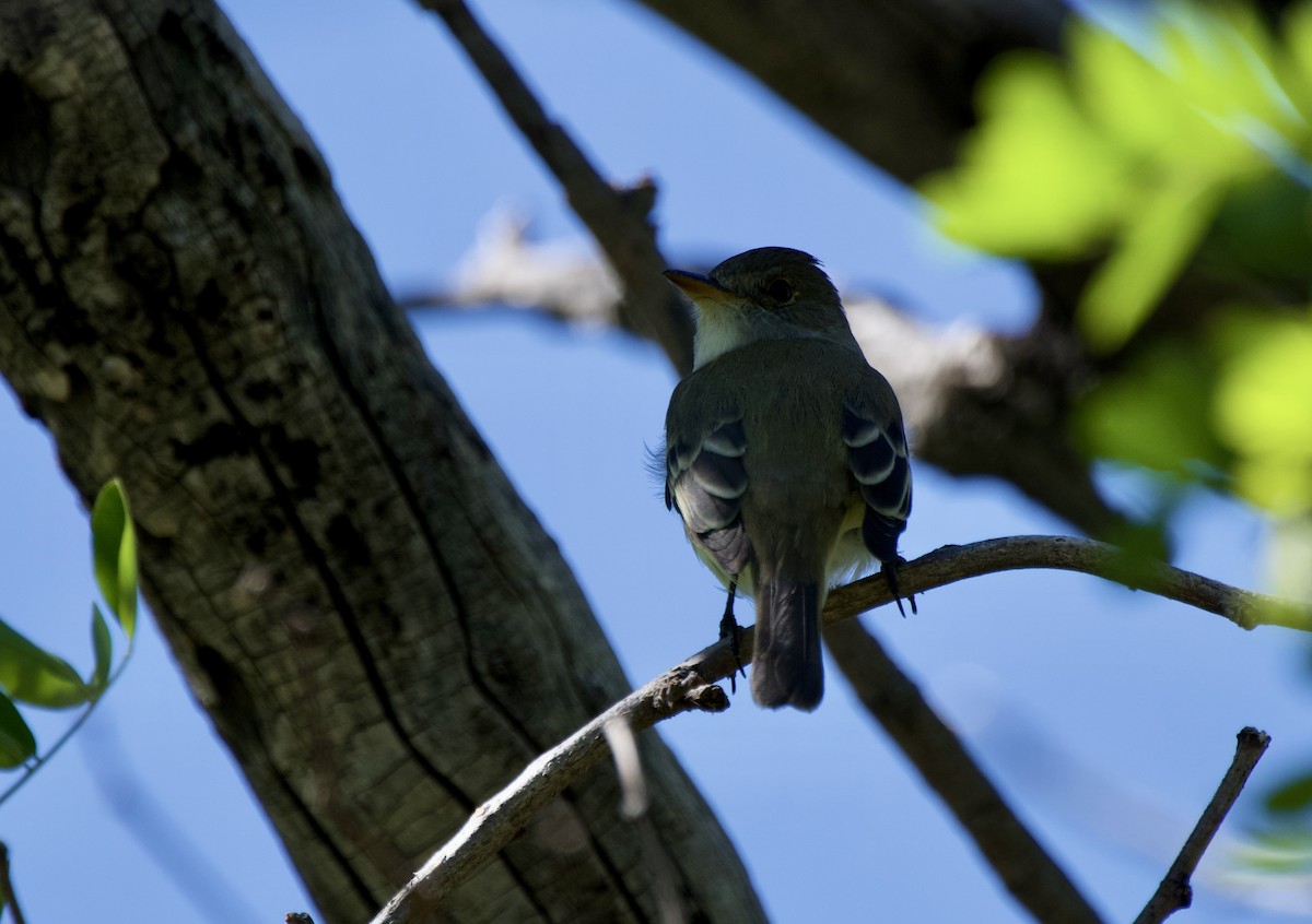 Willow Flycatcher - John Arthur