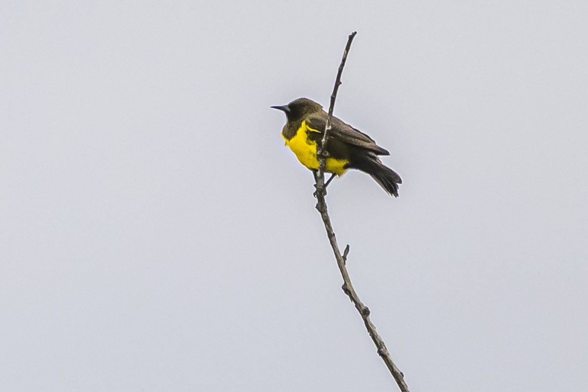 Brown-and-yellow Marshbird - Amed Hernández