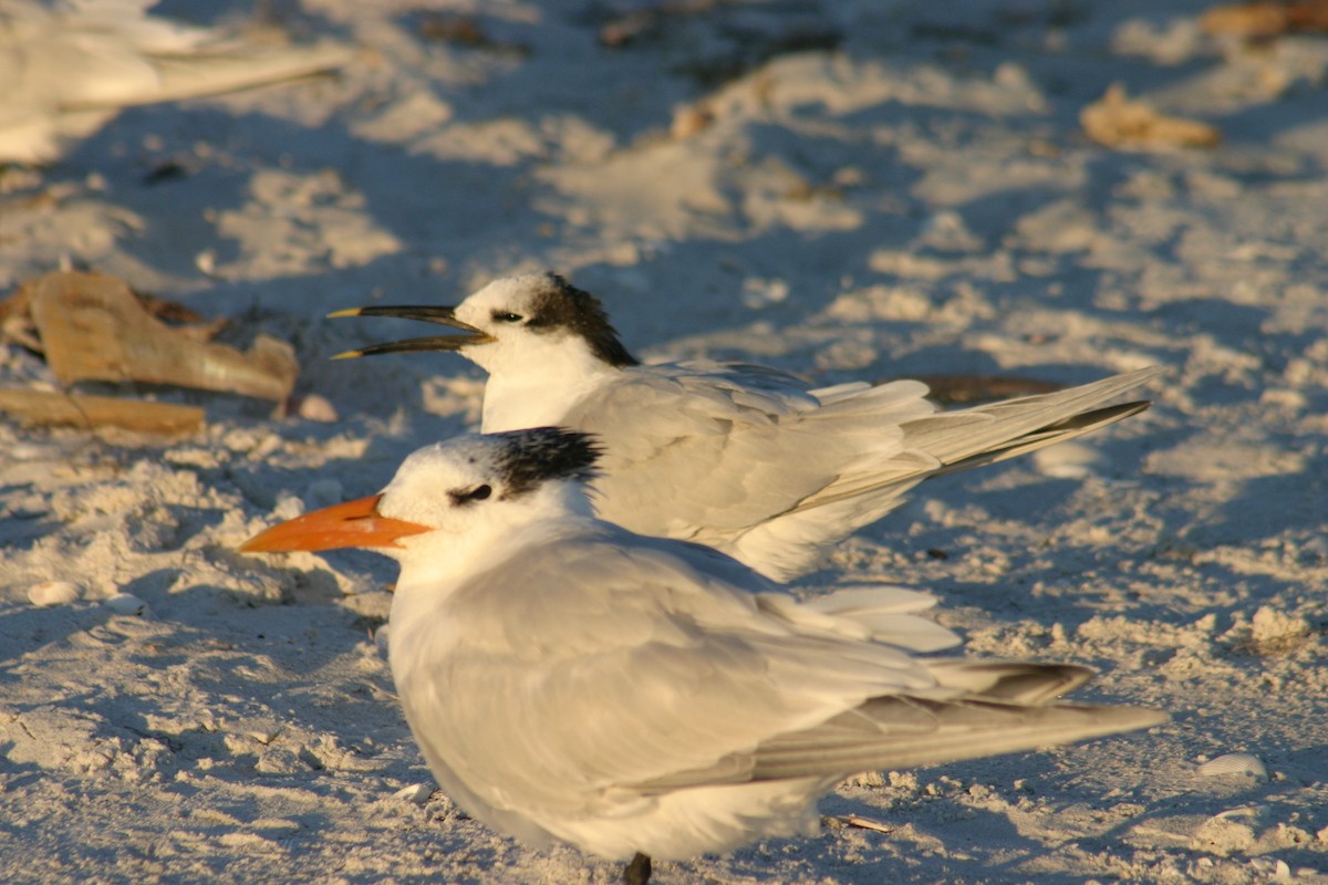 Sandwich Tern - Sylvie Vanier🦩