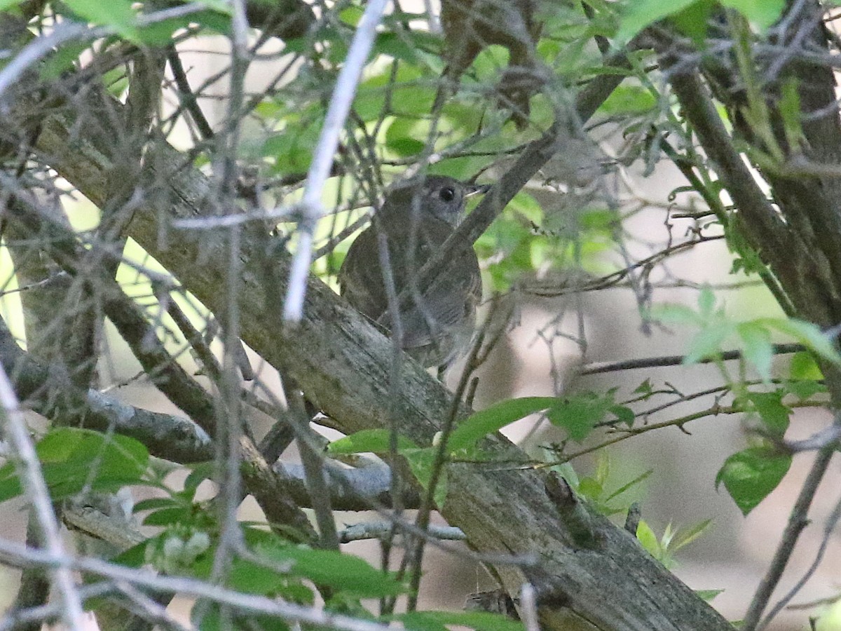 Gray-cheeked/Bicknell's Thrush - Stephen Mirick