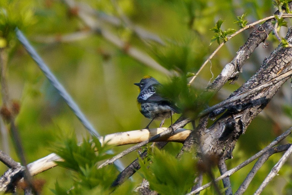 Yellow-rumped Warbler (Audubon's) - Conor Tompkins